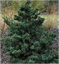 Picea omorika 'Freya'