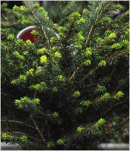 Picea omorika 'Karel'