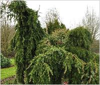 Picea omorika 'Pendula' habitus