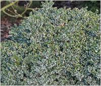 Picea omorika 'Pimoko' detail