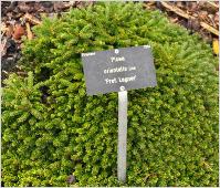 Picea orientalis 'Prof Lagner' habitus