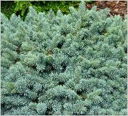 Picea pungens 'Blaukissen'