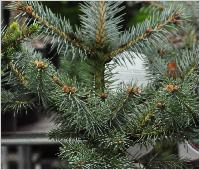 Picea pungens 'Blue Diamond'