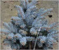 Picea pungens 'Glauca globosa' jonge plant