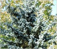 Picea pungens 'Glauca' VNN