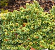 Picea pungens 'Mrs Cesarini' habitus