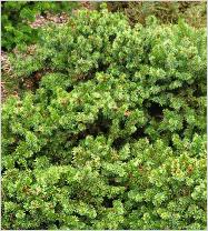 Picea sitchensis 'Nana' habitus