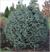 Picea sitchensis 'Tenas'