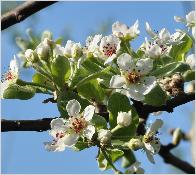 Pyrus nivalis Catalia