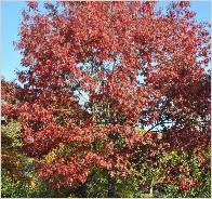 Quercus rubra habitus