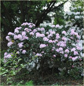 Rhodo 'Cheer' links op foto