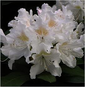 Rhodo 'Cunninghams'white'