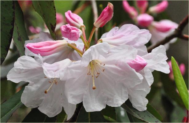 Rhododendron glaucophyllum flower closeup