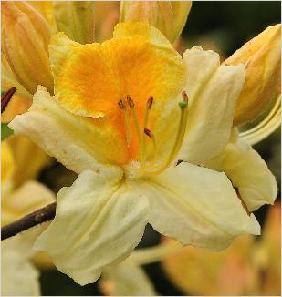 Rhododendron 'Golden Sunset' Mollis azalea bloemcloseup 