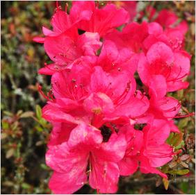 Rhododendron 'Allotria' bloem