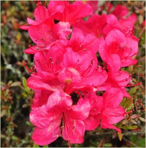 Rhododendron 'Allotria' bloem