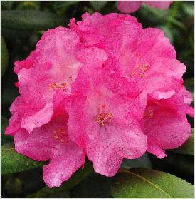 Rhododendron 'Anka Heinje' hybride R. yakushimanum x R. America closeup