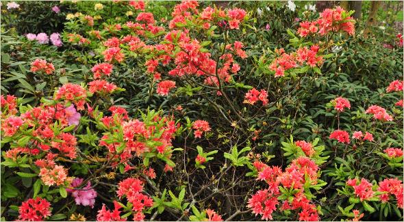 RhododendronApellesHardeGentseazalea