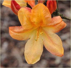 Rhododendron 'Apple Blossom' Rhododendron mollis hybride