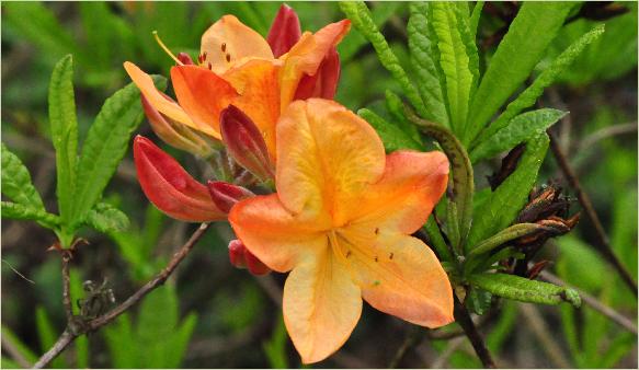 Rhododendron 'Apple Blossom' closeup vn