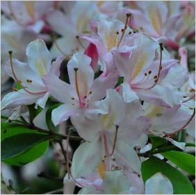 Rhododendronatlanticumvn