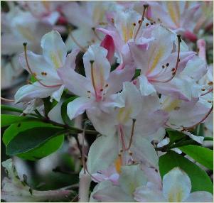 Rhododendron atlanticum 