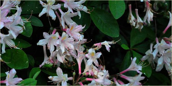 Rhododendron atlanticum bloemen