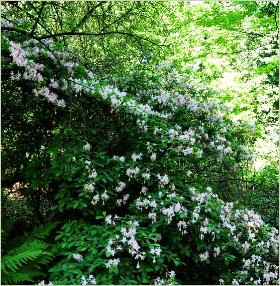 Rhododendron atlanticum habitus