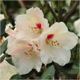 RhododendronBabettebloemcloseup2