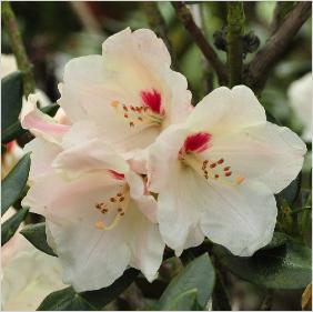 RhododendronBabettebloemcloseup2