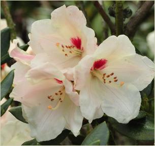 RhododendronBabettebloemcloseup2