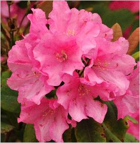 RhododendronBajazzoRDaisyxRwilliamsianumOldenburg2