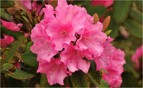 RhododendronBajazzoRDaisyxRwilliamsianumOldenburg2