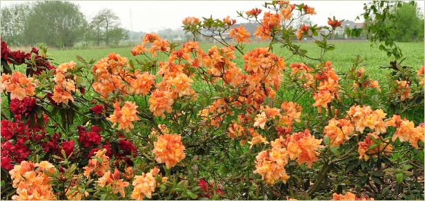 RhododendronBarbecuehabitusfotoKnapHillExburyazalea