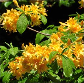 Rhododendron 'Bartholo lazarri 'flowers azalea