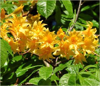 RhododendronBarthololazarriflowersazalea