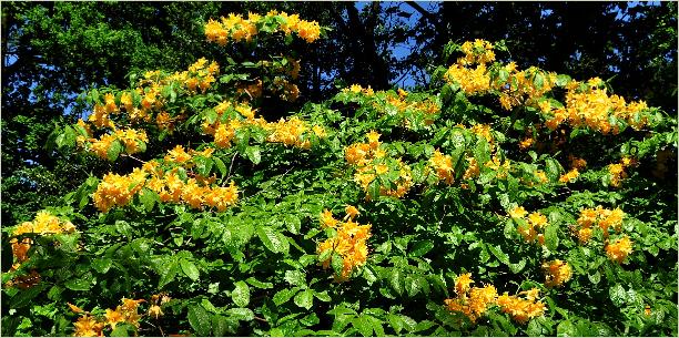 RhododendronBarthololazarrihabitus