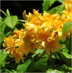 RhododendronBarthololazarriflowersazalea1