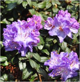 RhododendronBlueDiamondfoto2