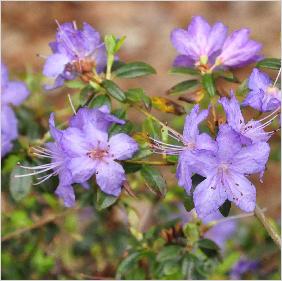 Rhododendron 'Bluette' kruising R. augustinii x R. impeditum