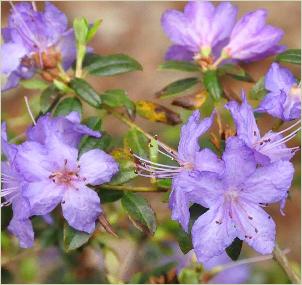 Rhododendron 'Bluette' kruising R.augustinii x R. impeditum