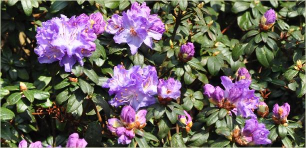 Rhododendron 'Blue Diamond'