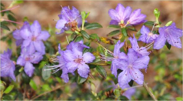 Rhododendron 'Bluette' kruising R.augustinii x R.impeditum