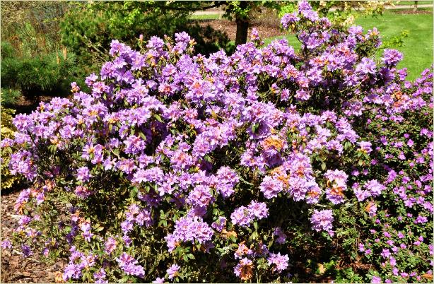 RhododendronBlueTitMajorhabitusfoto