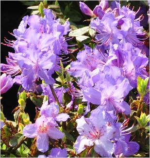 Rhododendron 'Blue Tit'