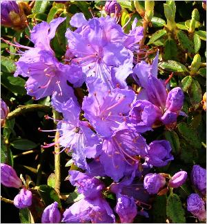 RhododendronBlueTit2