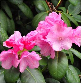 RhododendronBocciakruisingRProfFBettexxRwilliamsianumcloseupvn