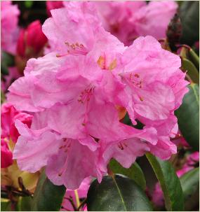 RhododendronBocciakruisingRProfFBettexxRwilliamsianum3vn