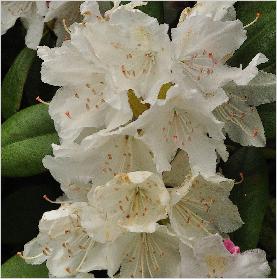 RhododendronBouledeNeigebloemfoto