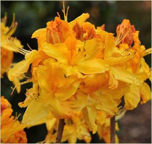 Rhododendroncalendulaceumbloemenfoto